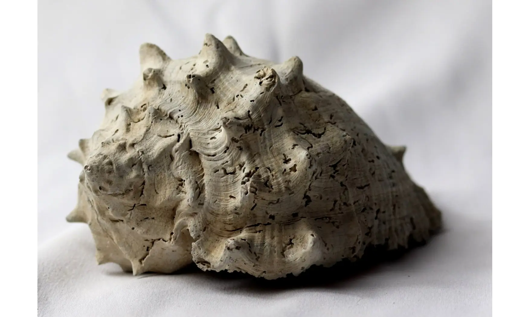 Melongena draperi