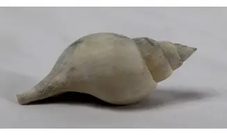 Fasciolaria apicina