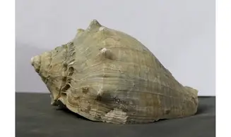 Melongena subcoronata