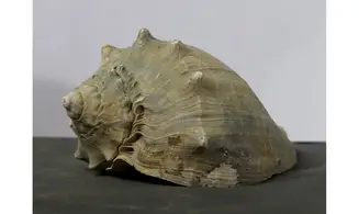 Melongena subcoronata