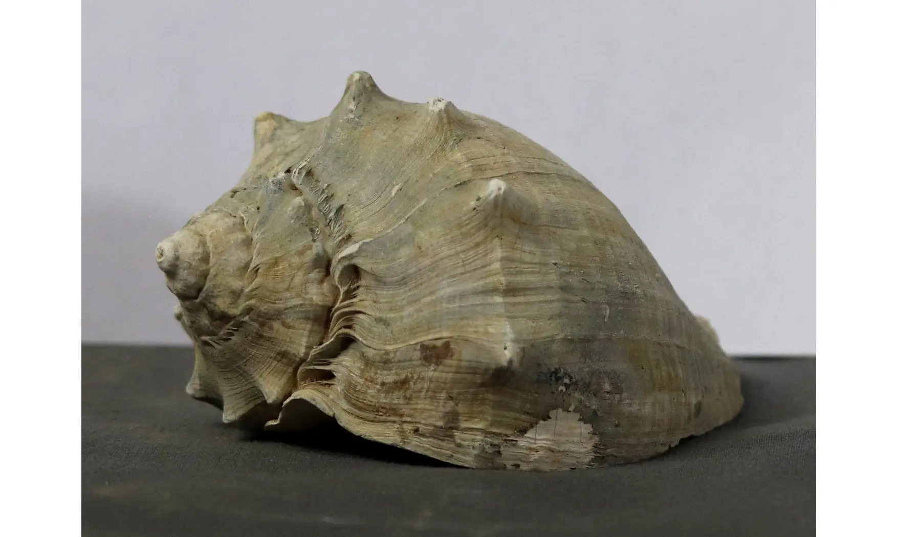 Melongena subcoronata