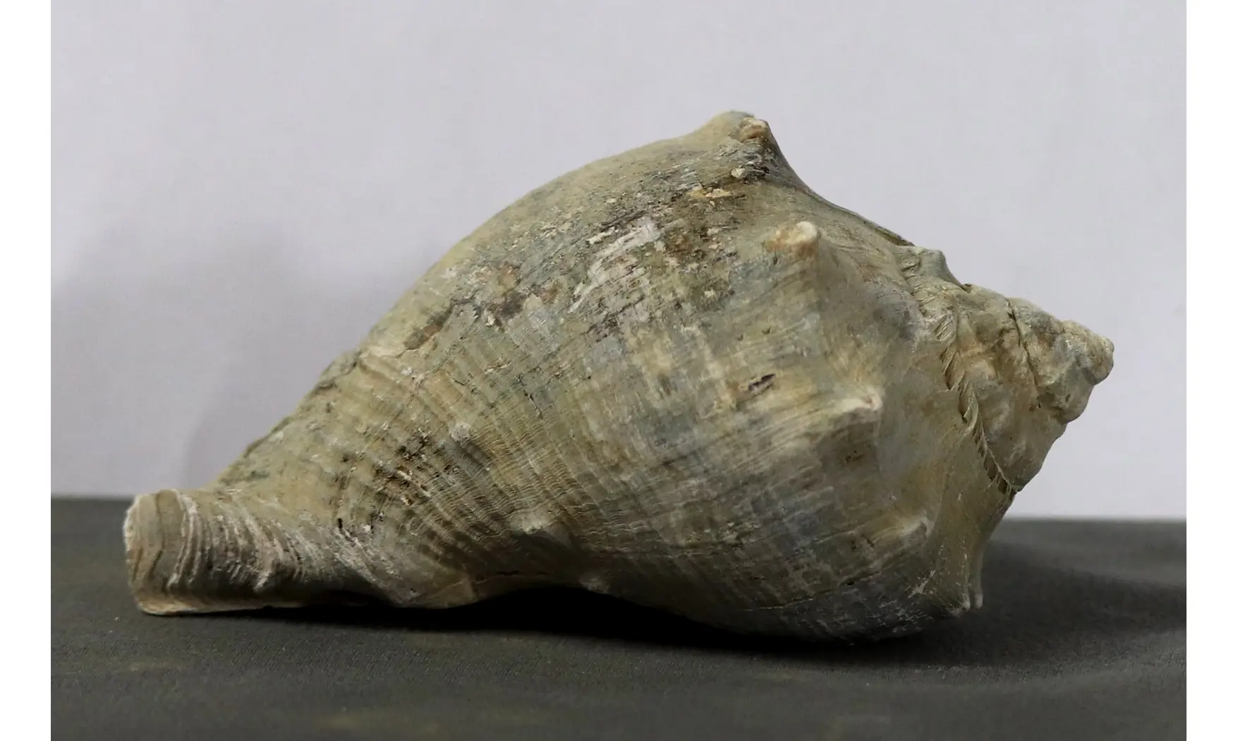 Melongena subcoronata
