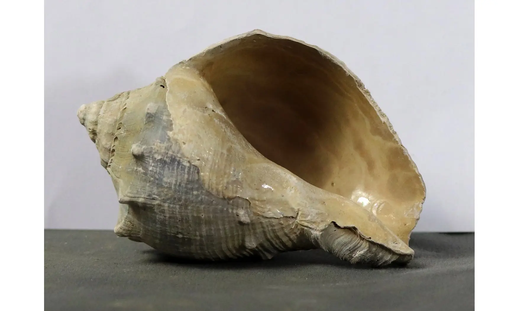Melongena subcoronata
