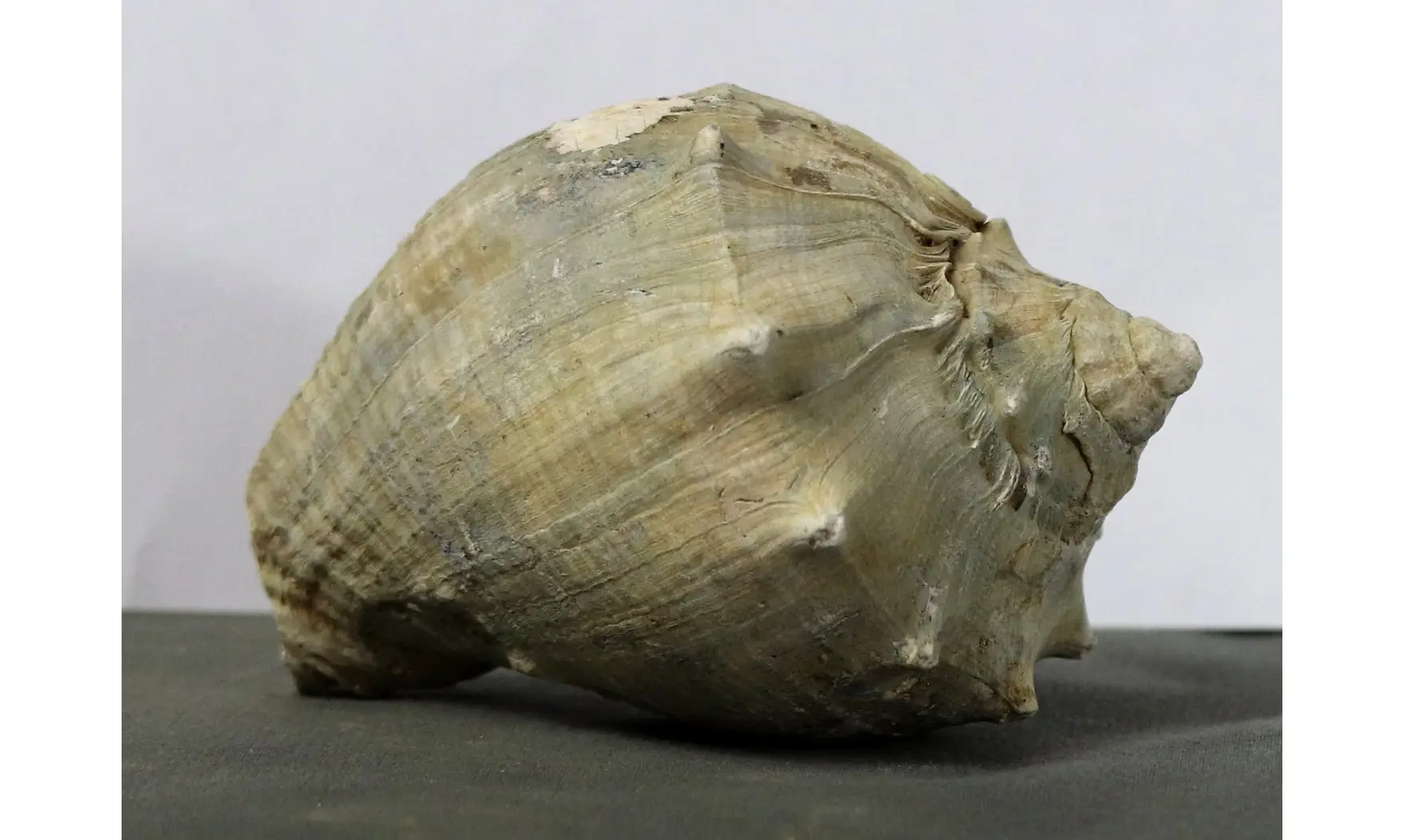 Melongena subcoronata