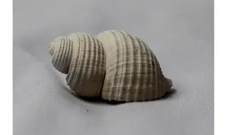 Massyla gravesae