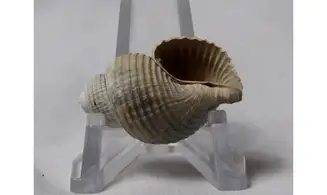 Massyla gravesae