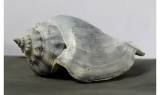 Strombus floridanus