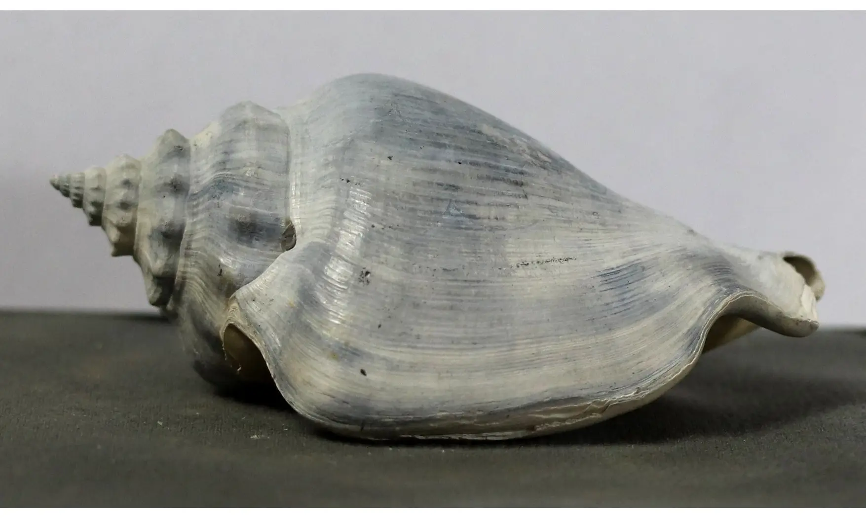 Strombus floridanus