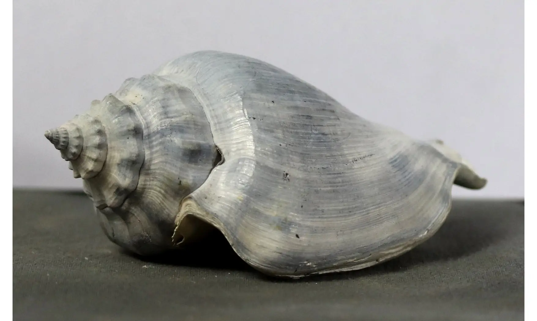 Strombus floridanus