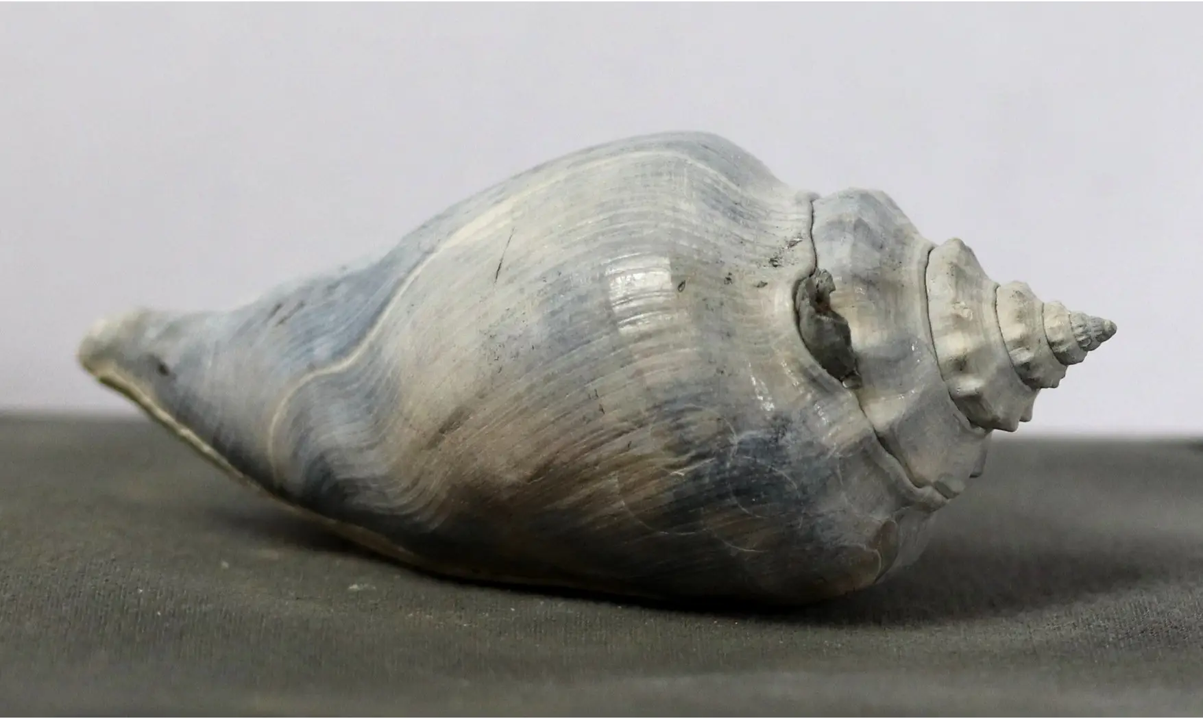 Strombus floridanus
