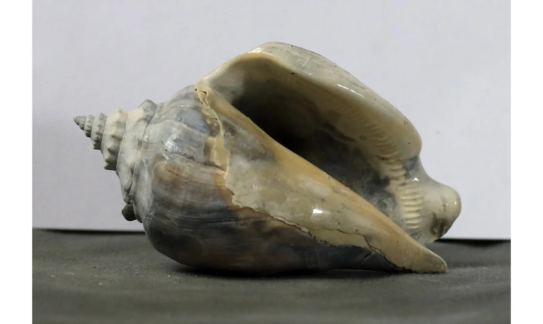 Strombus floridanus