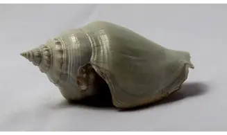 Strombus erici