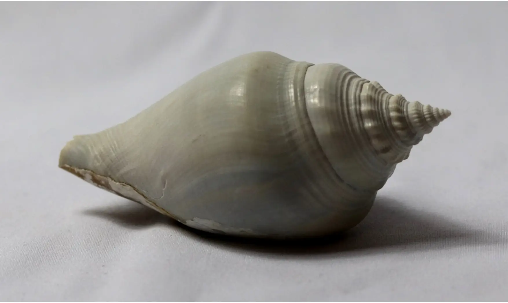 Strombus erici