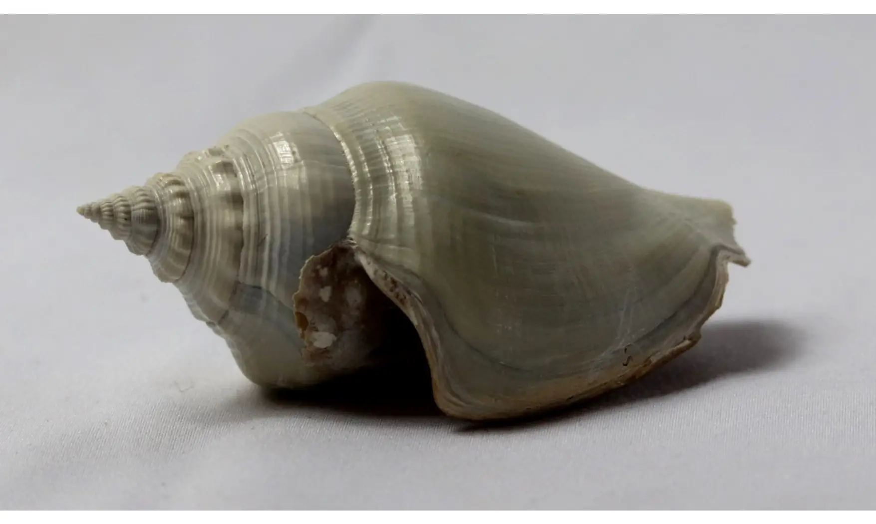 Strombus erici