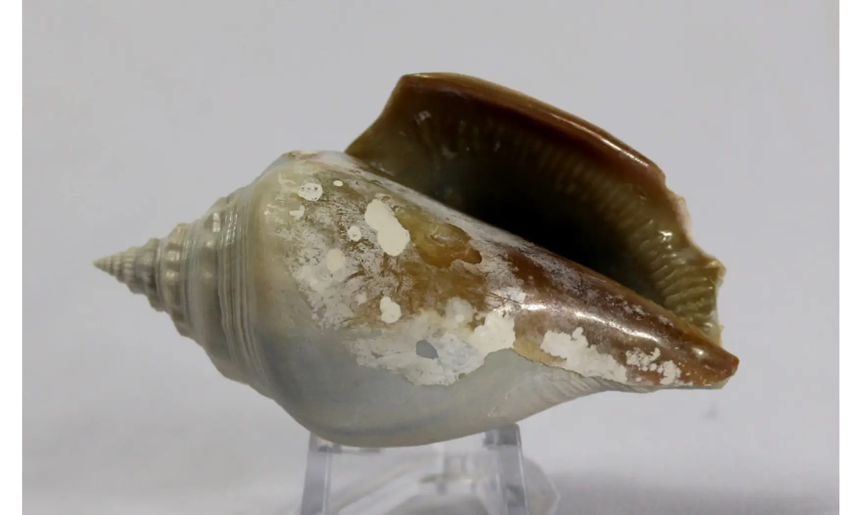 Strombus erici