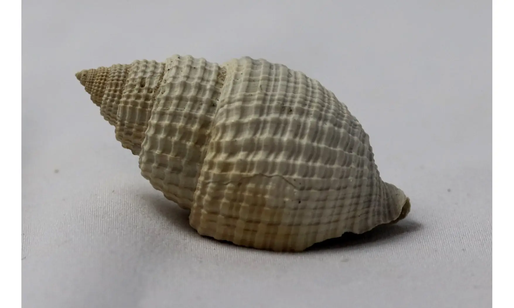 Cancellaria rotunda