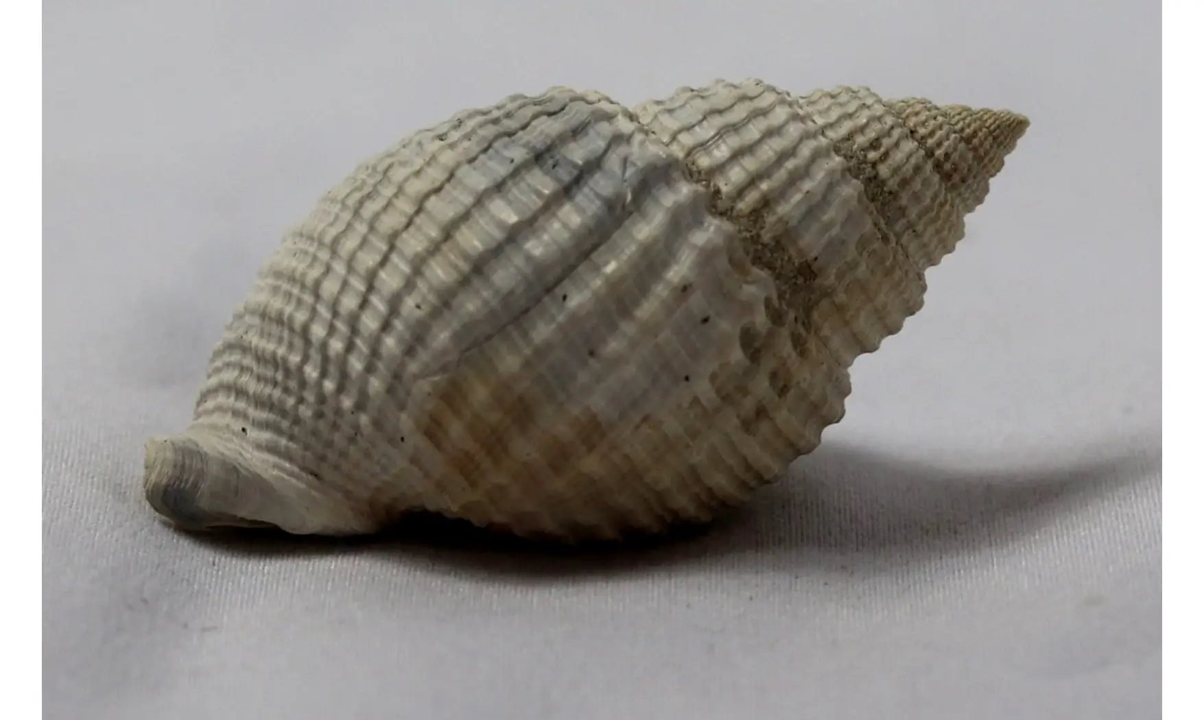 Cancellaria rotunda
