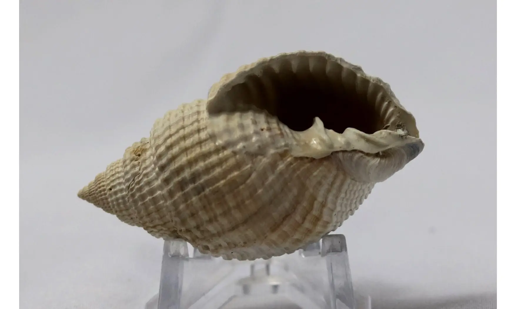 Cancellaria rotunda