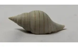 Fasciolaria evergladesensis