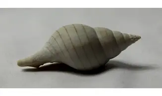 Fasciolaria evergladesensis