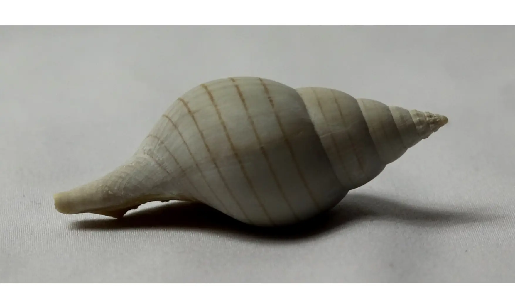 Fasciolaria evergladesensis