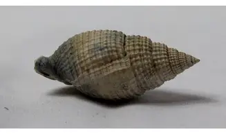 Cancellaria floridana