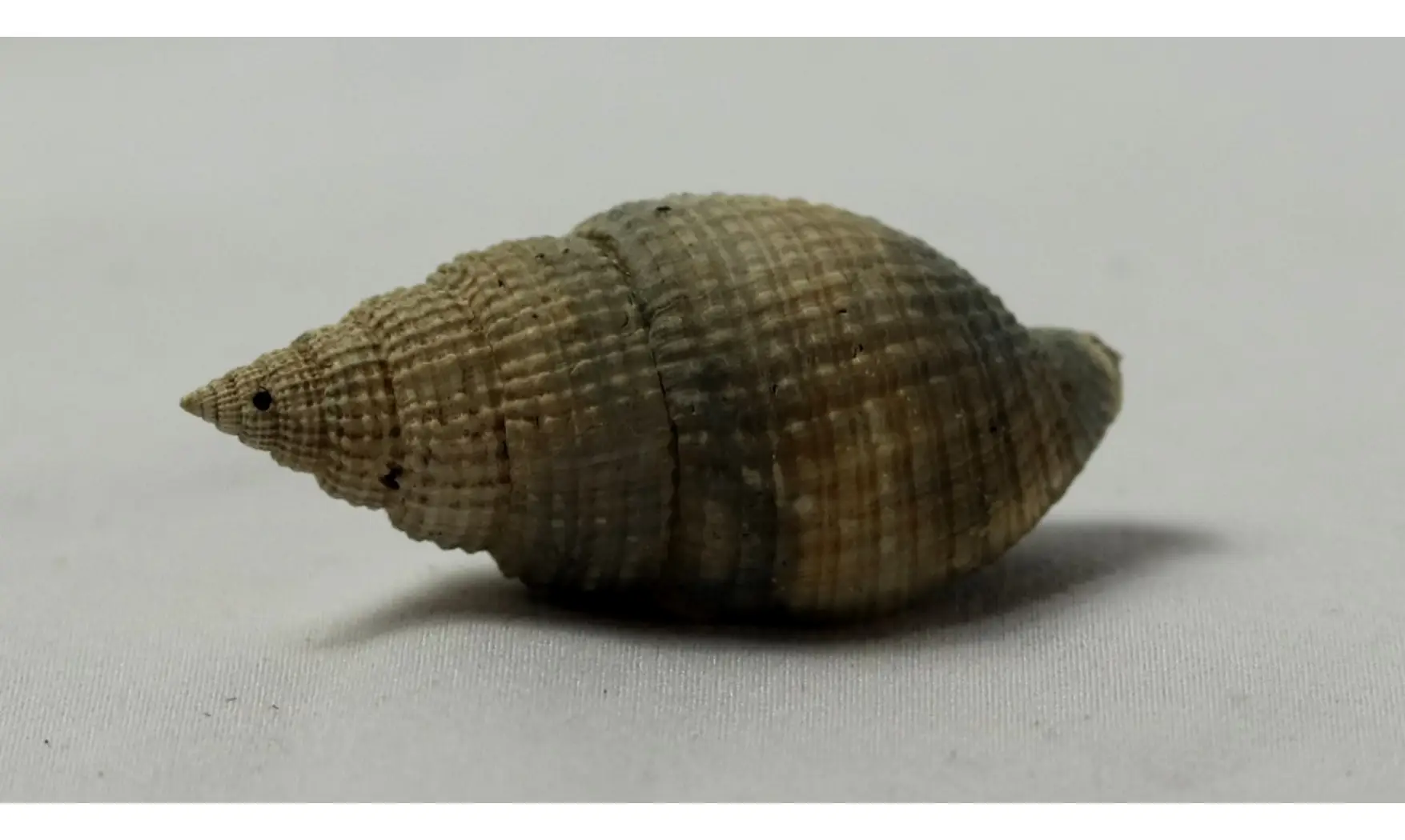 Cancellaria floridana