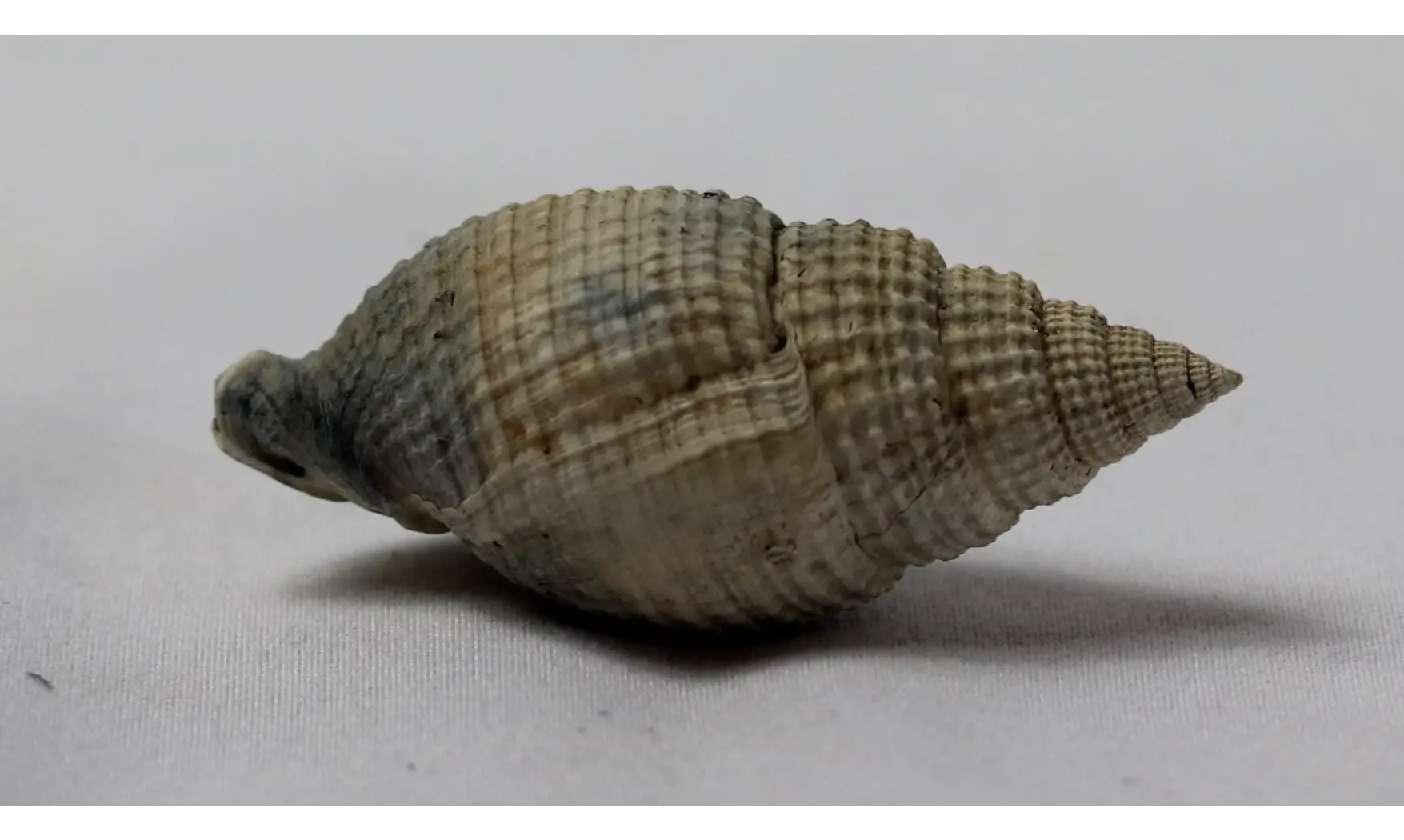 Cancellaria floridana