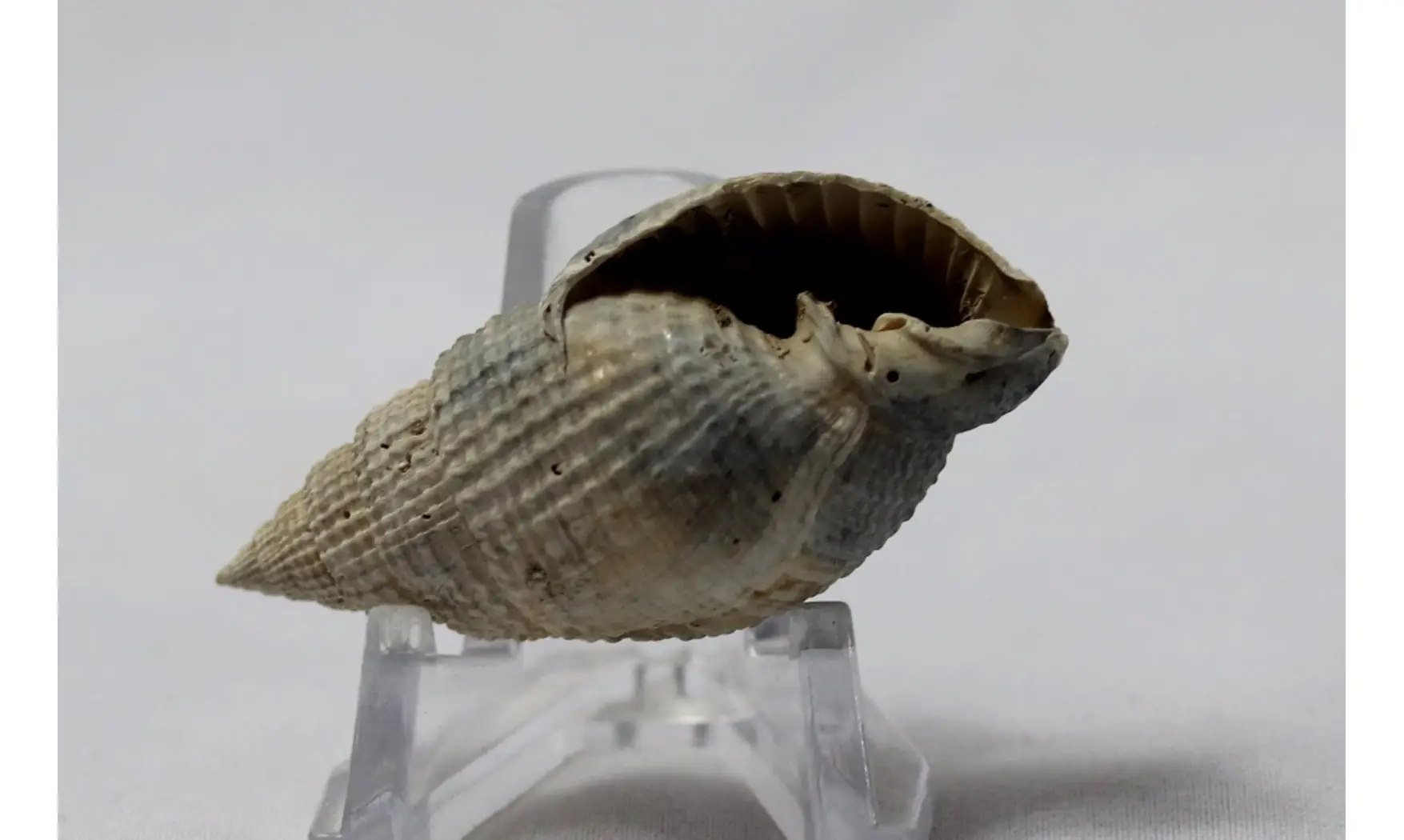 Cancellaria floridana