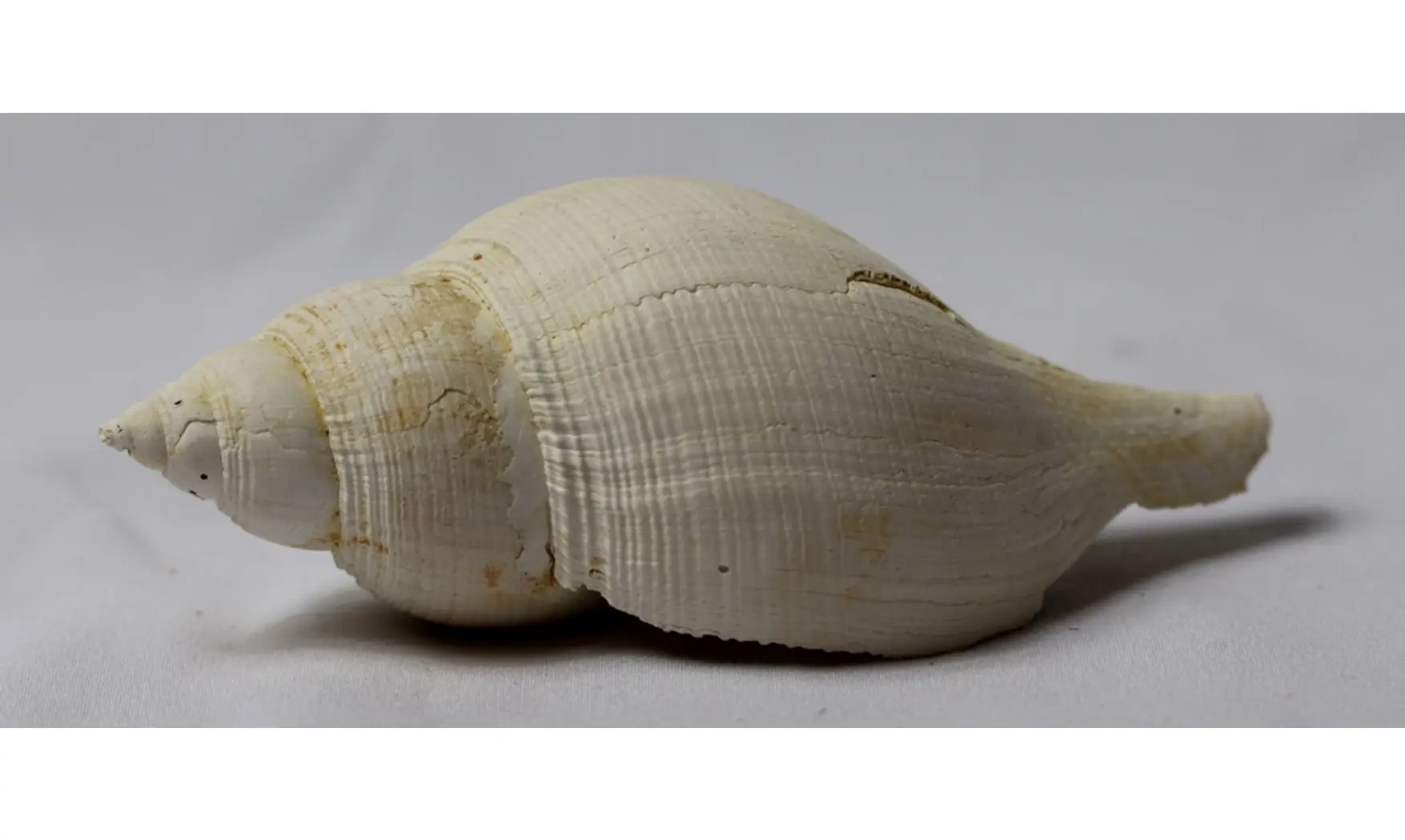 Fasciolaria tulipa