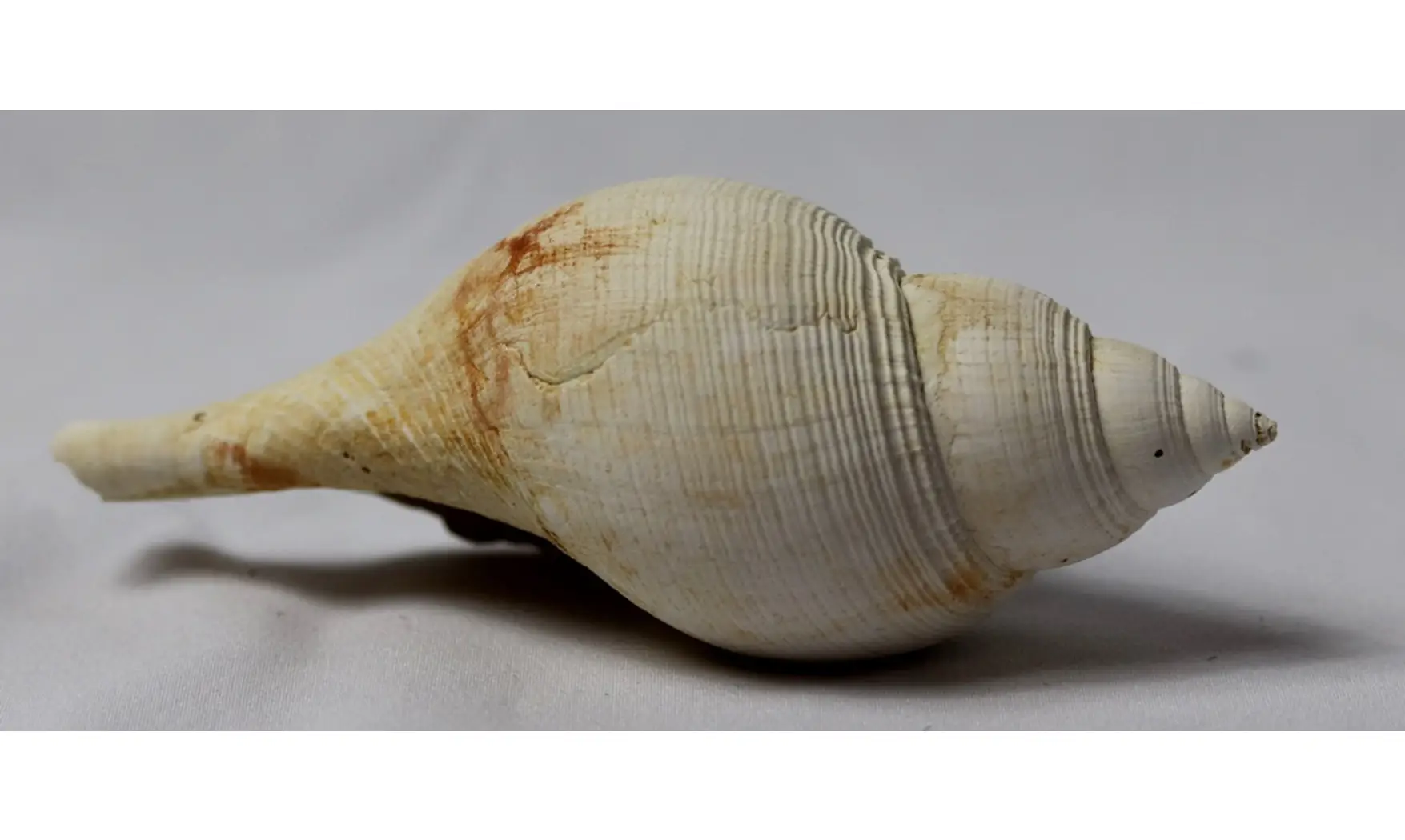 Fasciolaria tulipa
