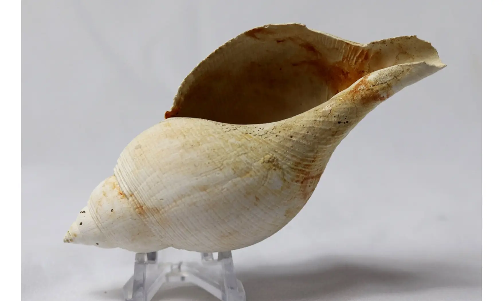 Fasciolaria tulipa
