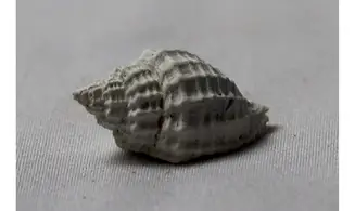 Cancellaria plagiostoma