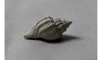 Cancellaria plagiostoma