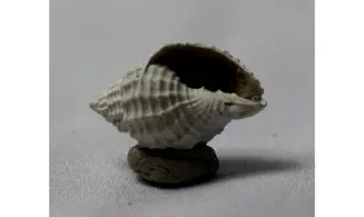 Cancellaria plagiostoma