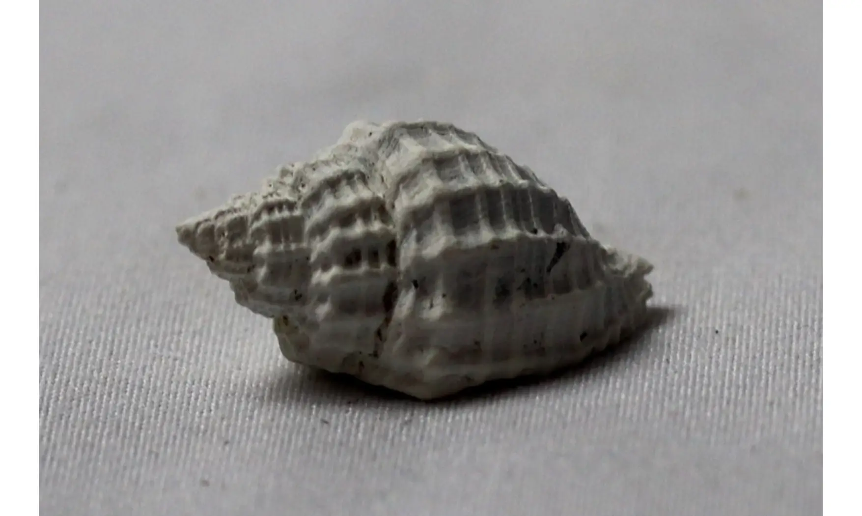 Cancellaria plagiostoma