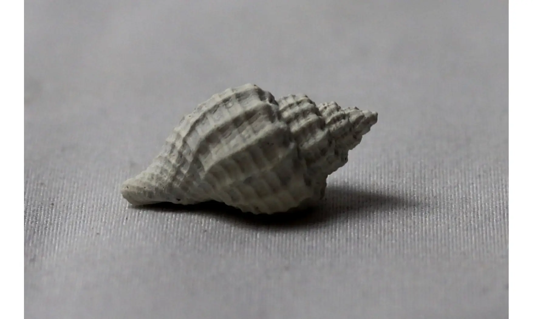 Cancellaria plagiostoma