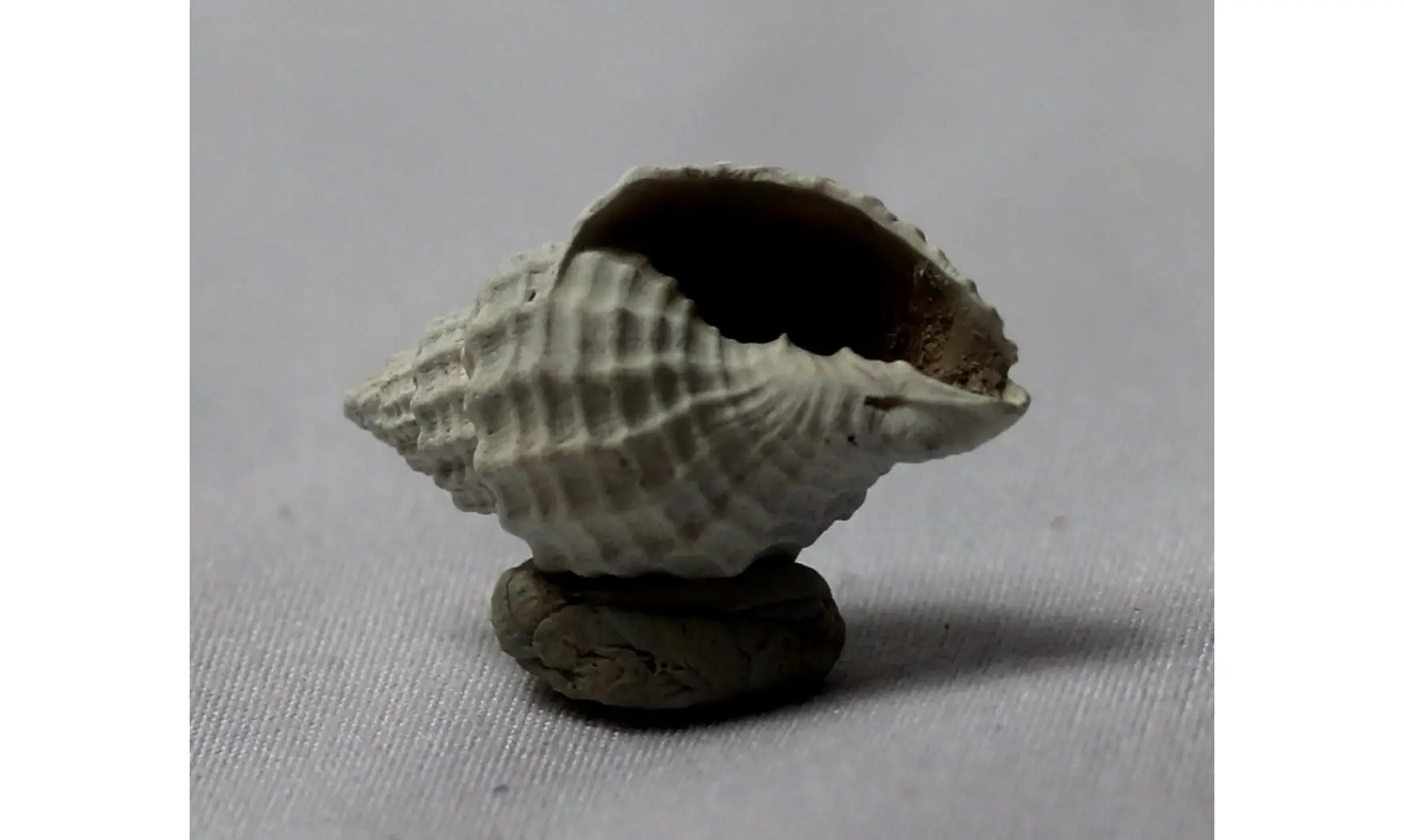 Cancellaria plagiostoma