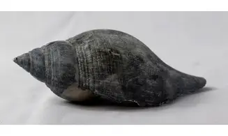 Fasciolaria calusa
