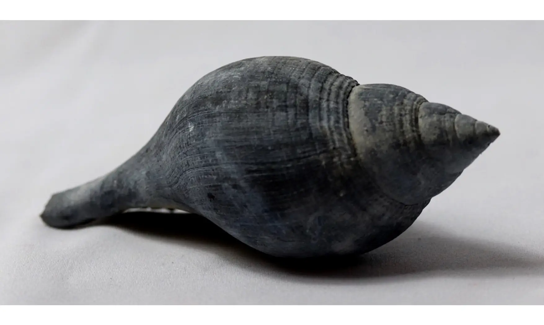 Fasciolaria calusa