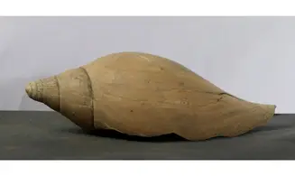 Scaphella lamberti