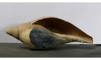 Scaphella lamberti