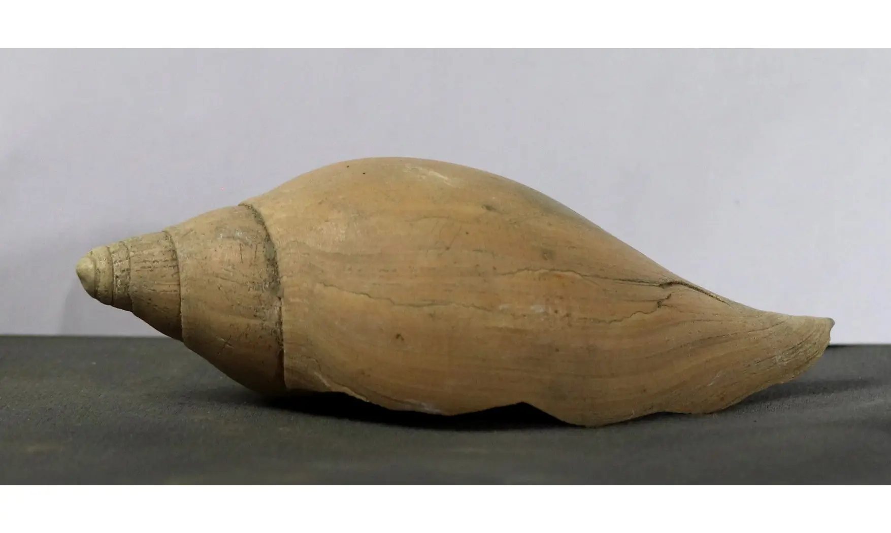 Scaphella lamberti