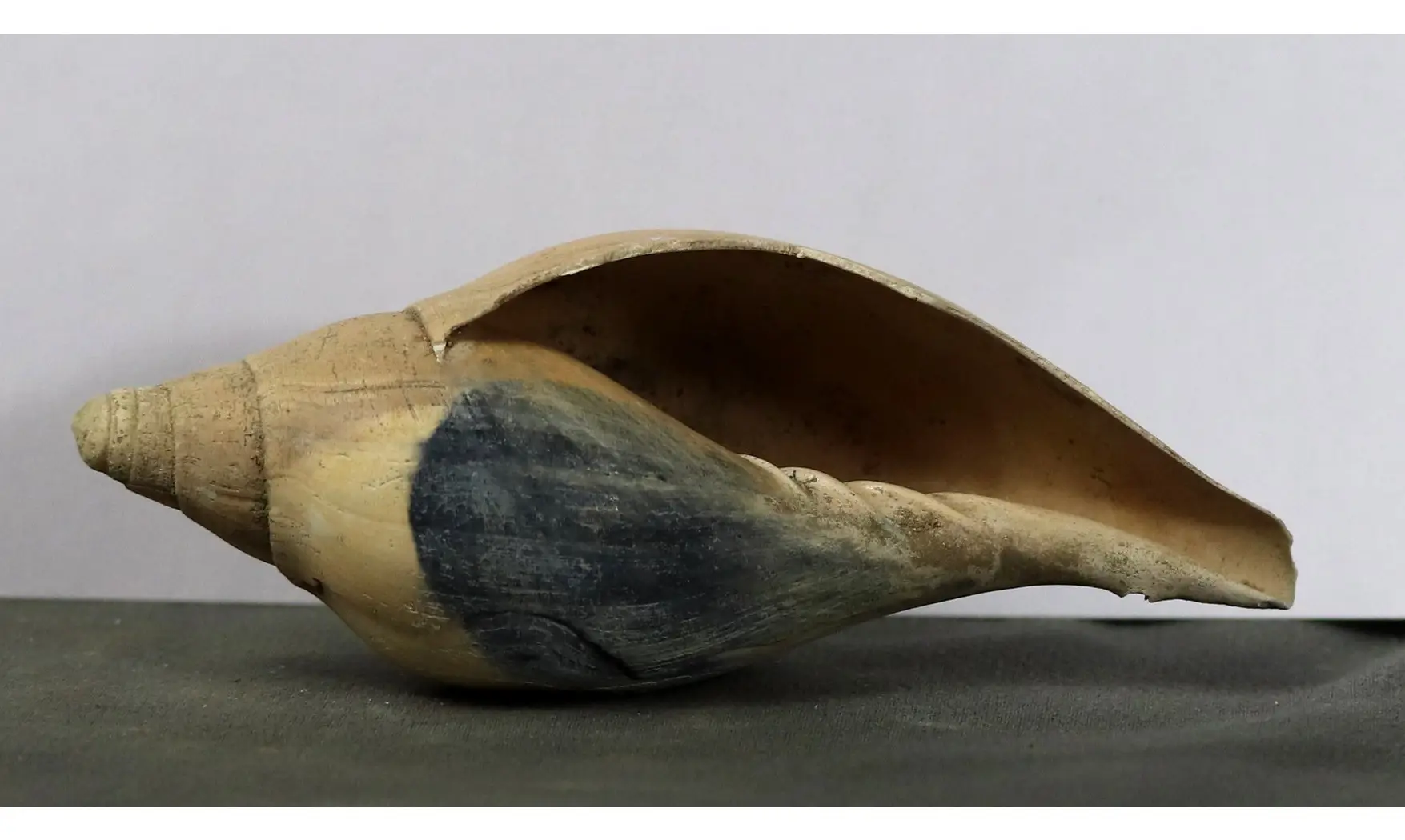 Scaphella lamberti