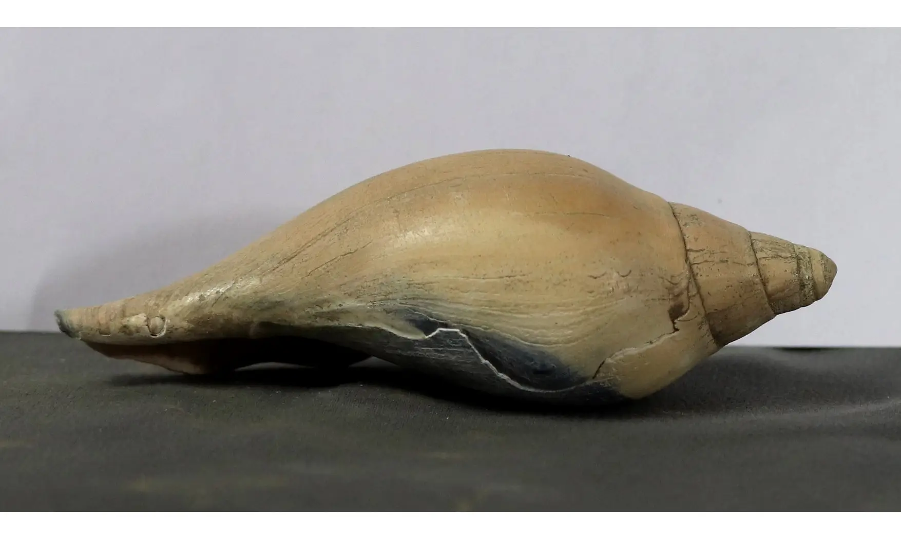 Scaphella lamberti