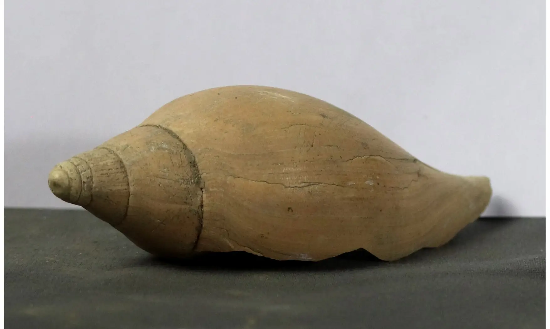 Scaphella lamberti