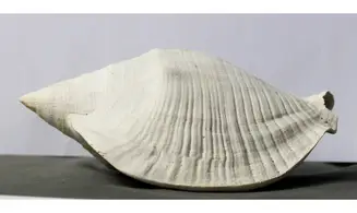 Macrostrombus leidyi