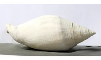Macrostrombus leidyi