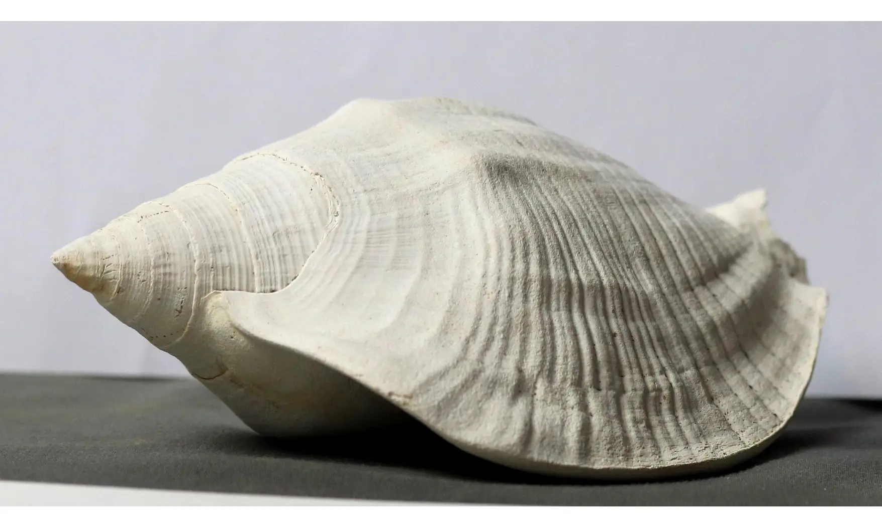 Macrostrombus leidyi