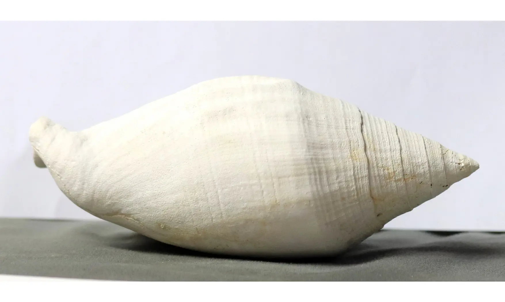 Macrostrombus leidyi